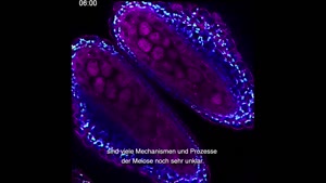 Thumbnail - Arbeiten, Forschen, Lehren im Fachbereich Biologie - Lebendbeobachtung der Meiose
