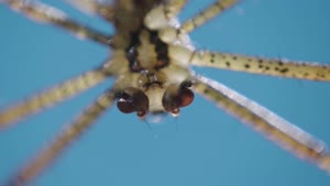 Thumbnail - Forschung im Fachbereich Biologie - Verhaltensforschung an Wespenspinnen
