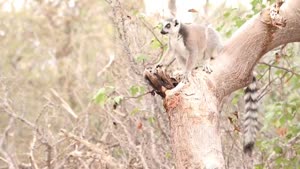 Miniaturansicht - Madagaskar: Globaler Hotspot der Biodiversität
