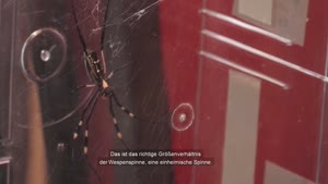 Thumbnail - Prof. Dr. Jutta Schneider bei Wissen vom Fass: "Todesopfer beim Spinnensex"