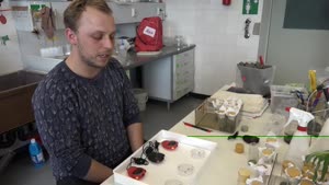Miniaturansicht - Forschung am Fachbereich Biologie - Komplexe Käfer (Teil 2/2)