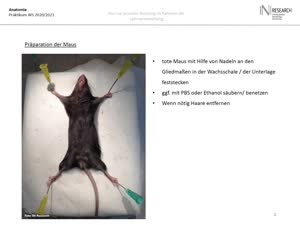 Miniaturansicht - Vorlesung 1 Anatomie Maus