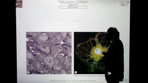 Miniaturansicht - Modul-EPNEI-Vorlesung-Zellbiologie-Teil-3.2-Folienerklärung04