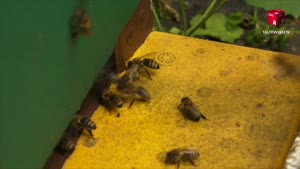 Miniaturansicht - Vorstellung meines Bienenvolkes (2013)