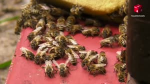 Miniaturansicht - Erklärung über das Verhalten der Bienen (2013)