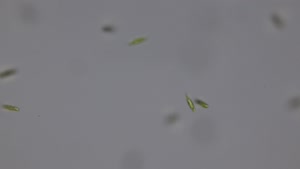 Miniaturansicht - Euglena gracilis