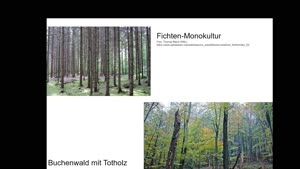 Thumbnail - Fauna Waldökosysteme
