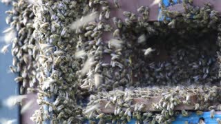 Miniaturansicht - Wild- und Honigbienen im Fokus: Nahrungskonkurrenz und Schutz in Norddeutschland