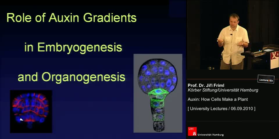 Thumbnail - Role of Auxin Gradients in Embryogenesis and Organogenesis